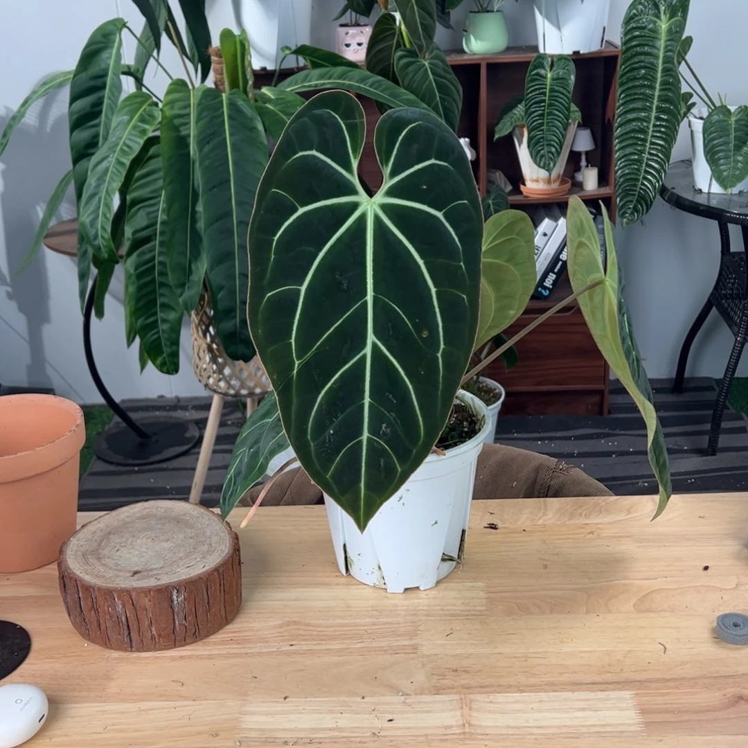 完全开放美版贝斯