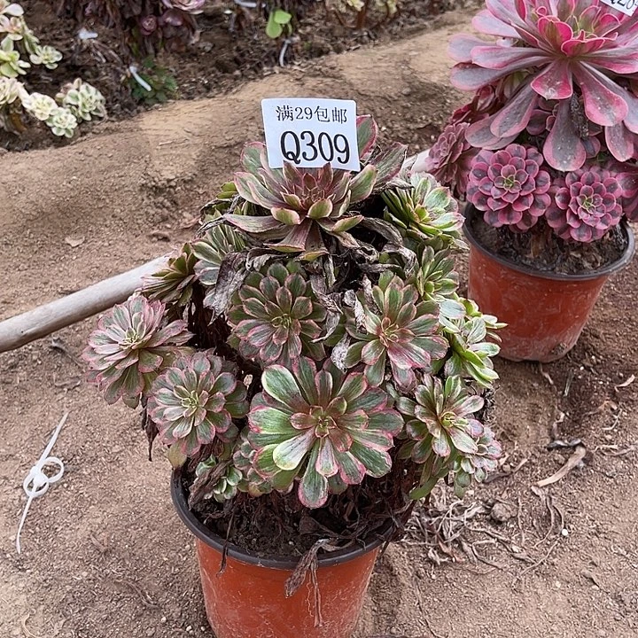 309紫霞仙子多肉植物