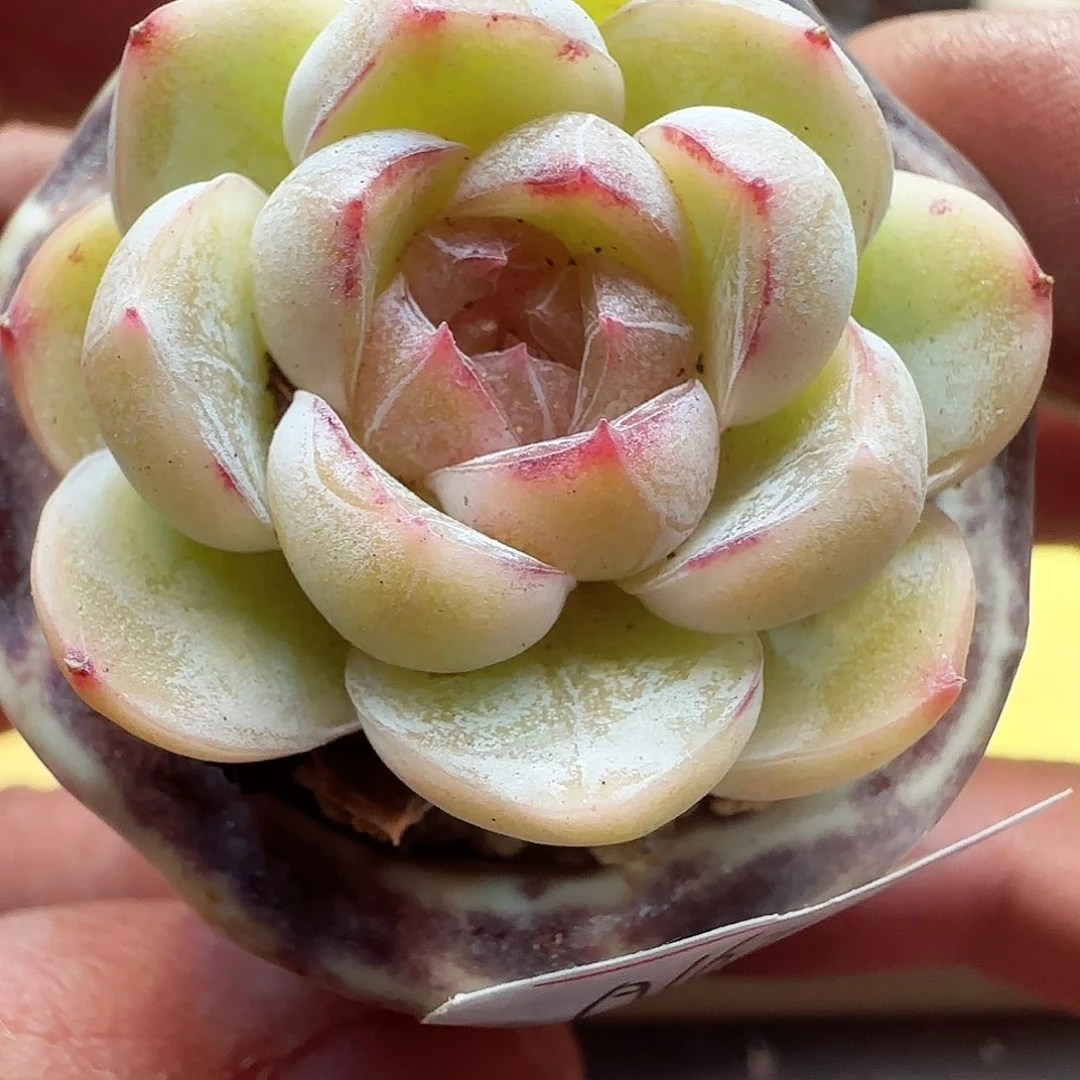 小暖萌友会福利A167