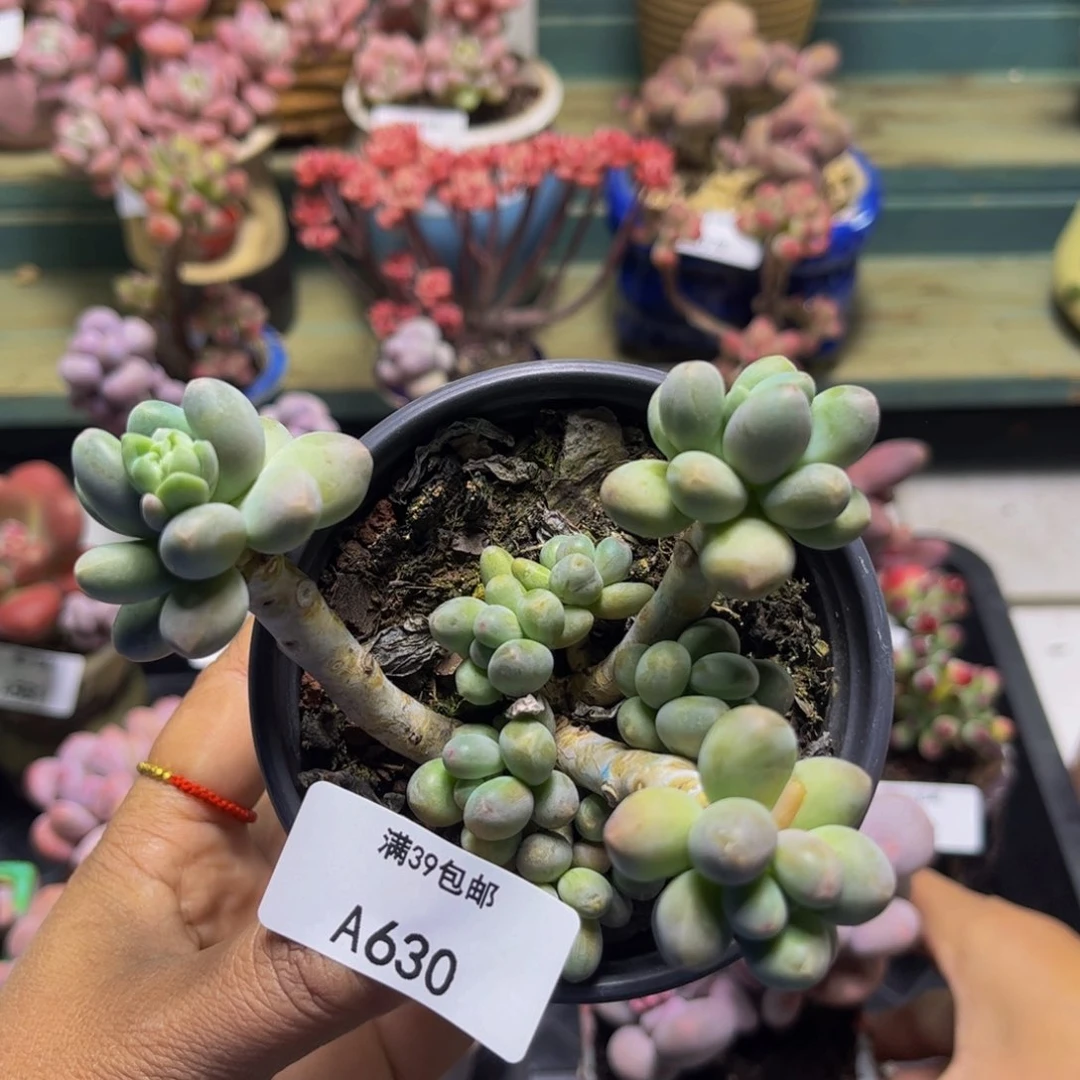 苹果奶630/10cm多肉