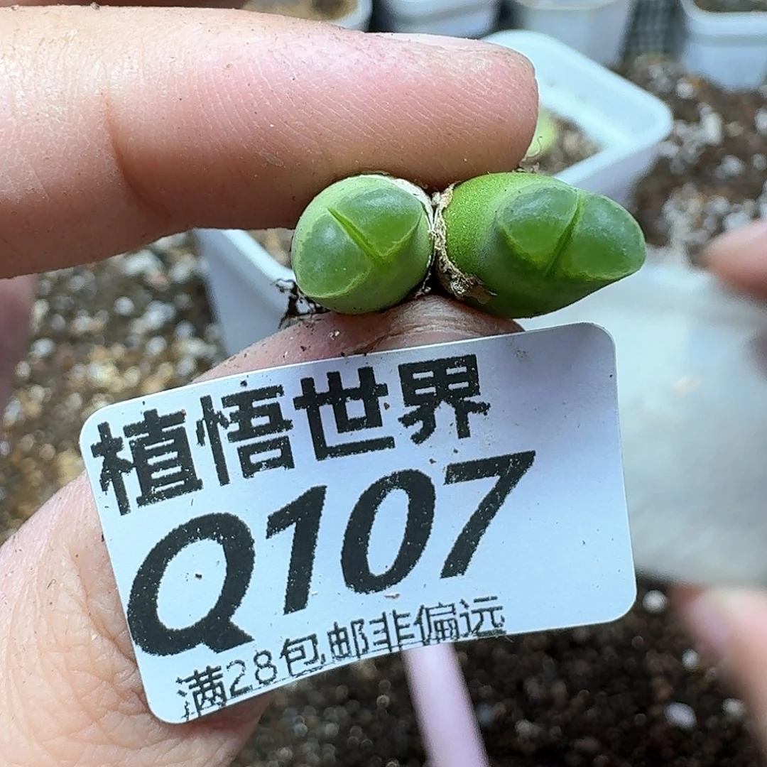 多肉植物的润泽付出