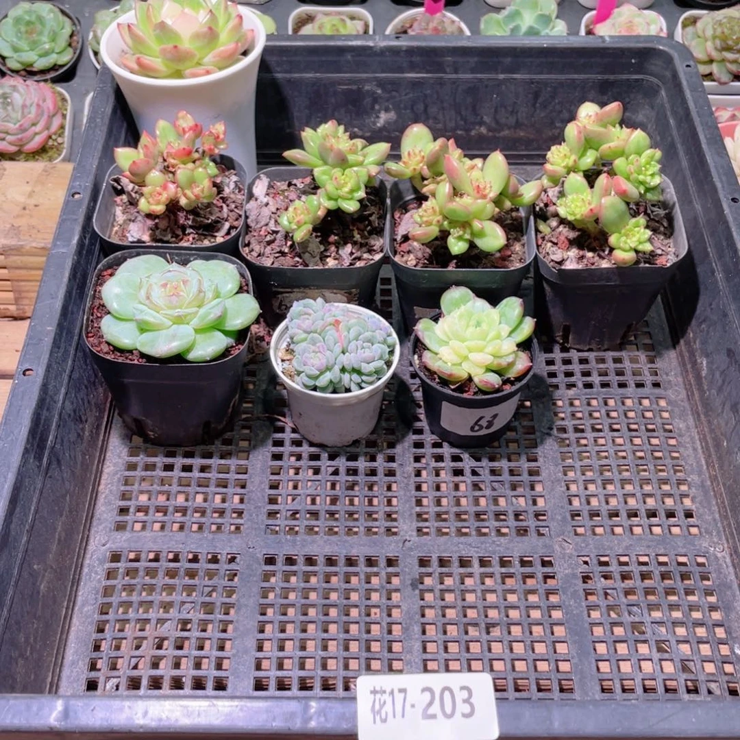 花利美17-203框拍8颗