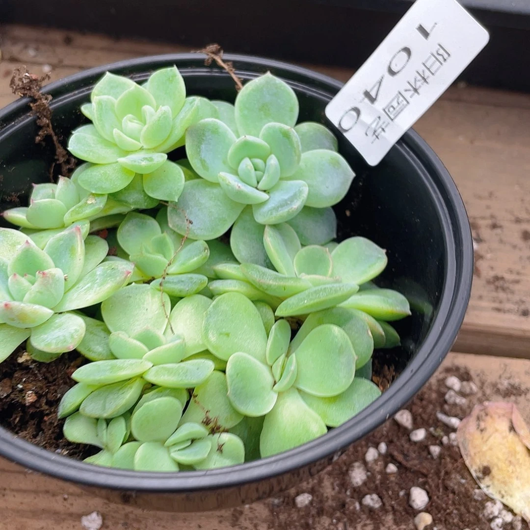 多肉植物多肉植物1040