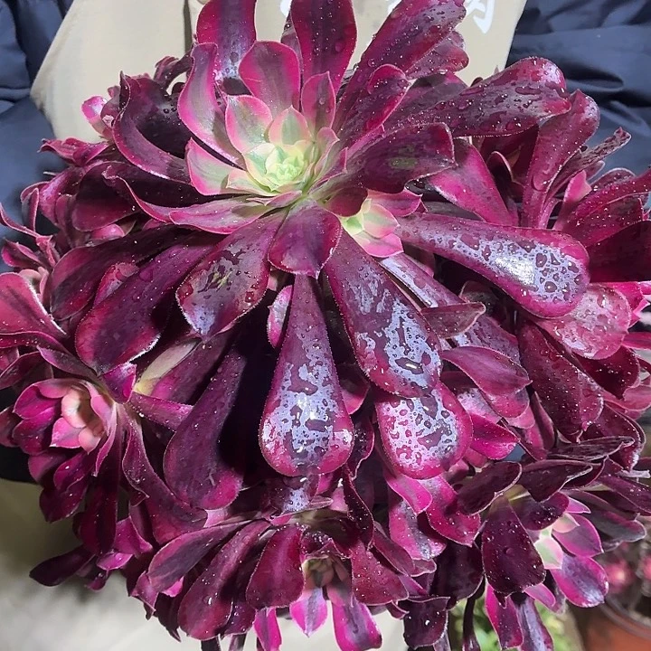 美杜莎一棵脱土15.8包邮