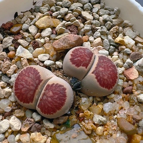 菊红窗菊花纹双头带盆土发货