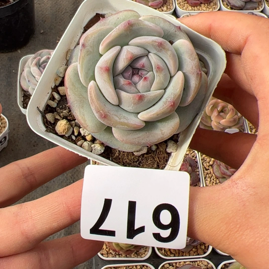 不****！617 多肉植物组合盆栽