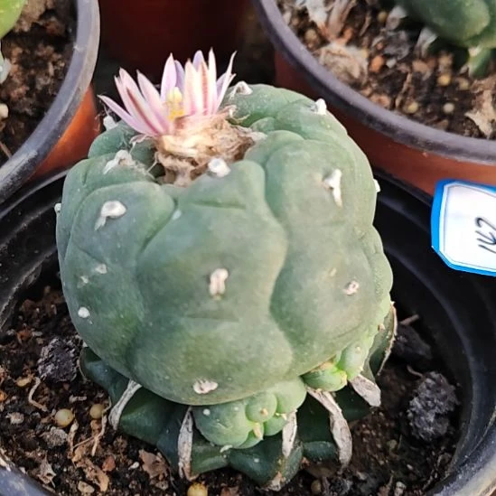 鱼苗接仙人球柱丑