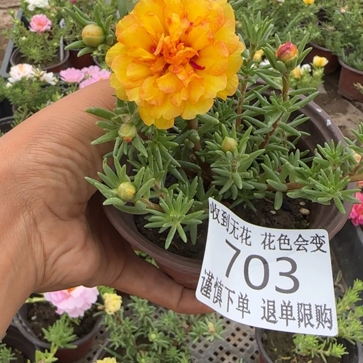 无花朵703超小苗盆口10cm