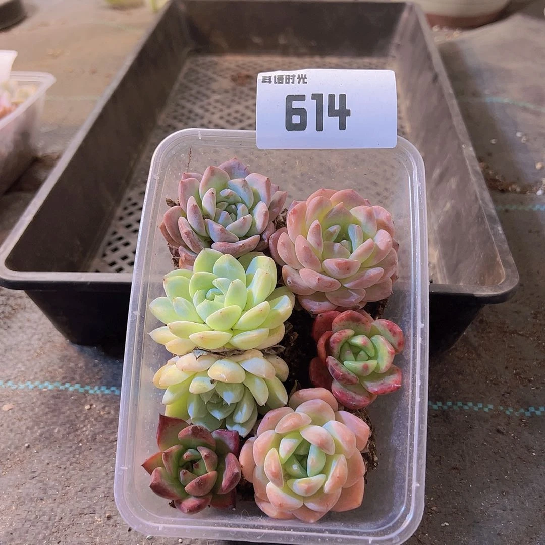 614，拼盘，多肉植物