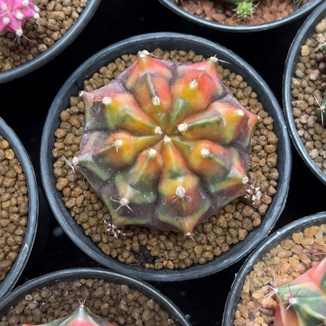 乌贼侧芽自根带盆土发货11