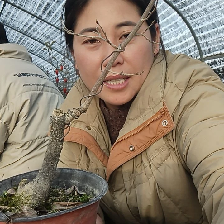 用***1完全开放老鸦柿嫁接