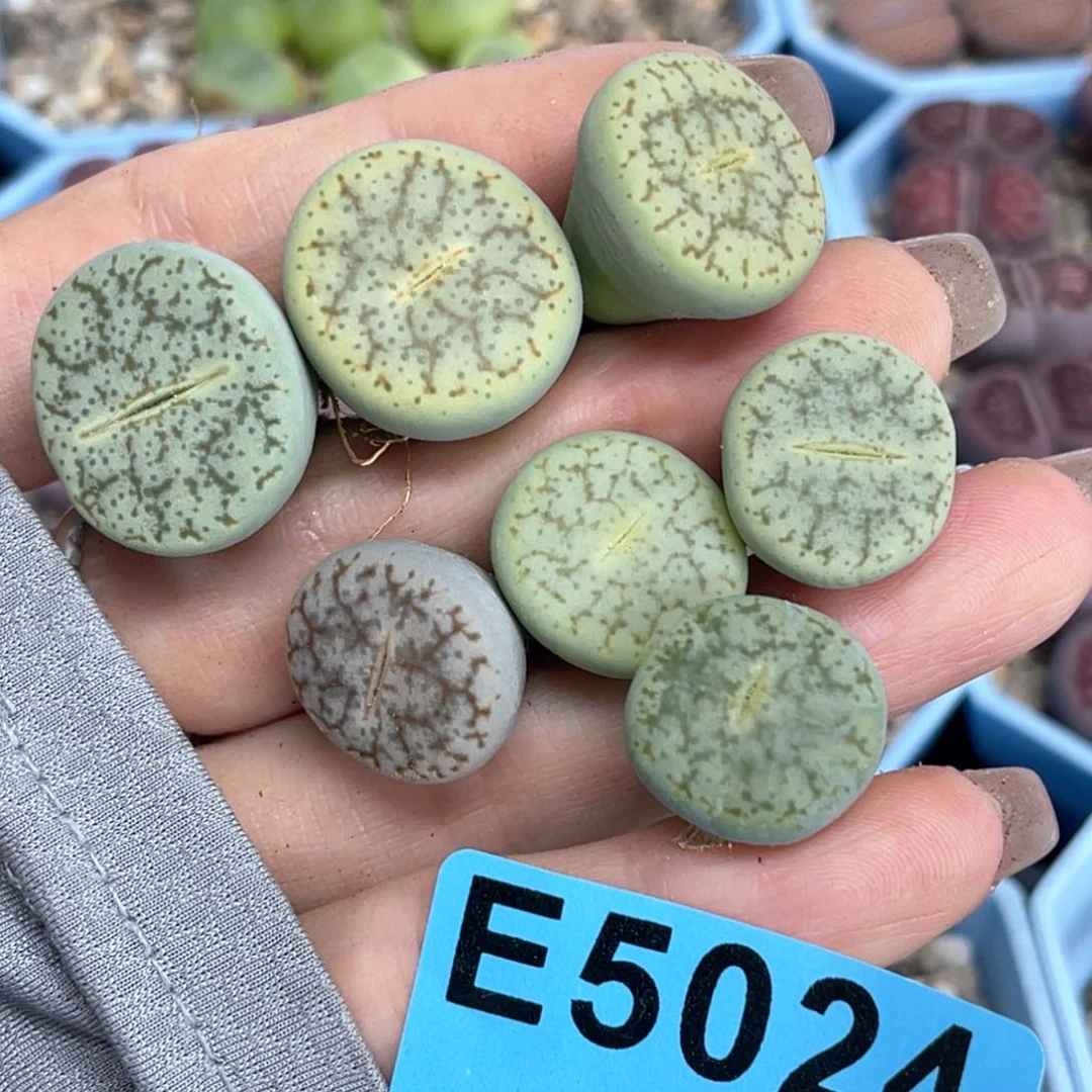 玲***玲5024绿象牙七颗。