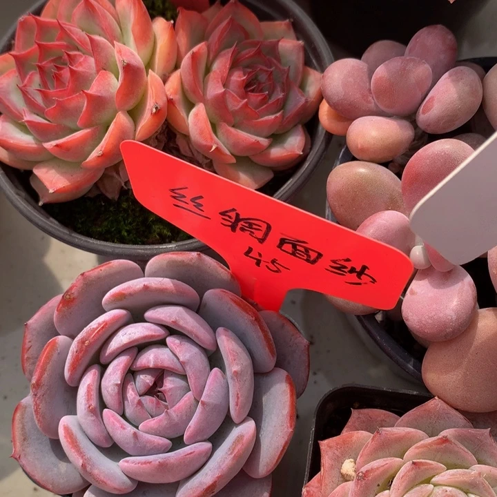 多肉植物7272737377