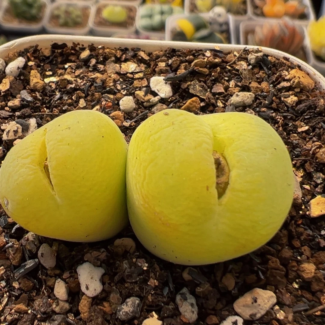 75多肉植物百科翠光