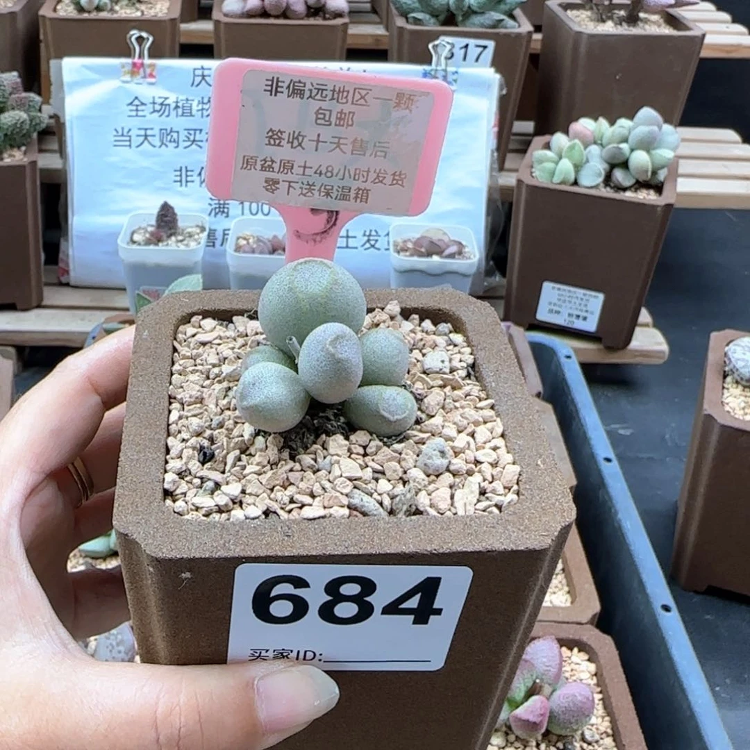 684哈密瓜多肉植物