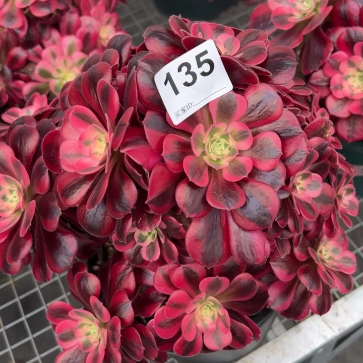 135美杜莎25厘米左右有断枝