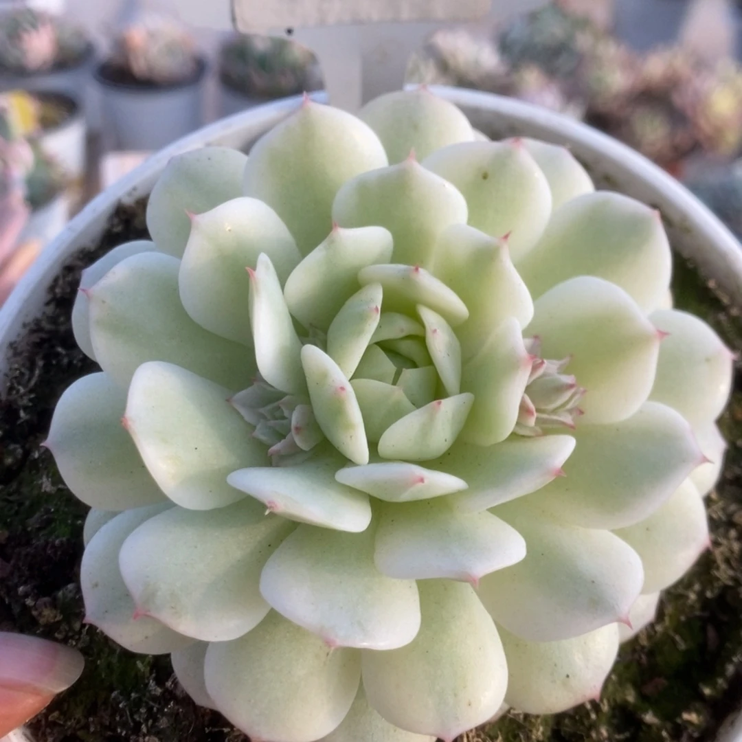 376静夜锦锦锦锦锦锦