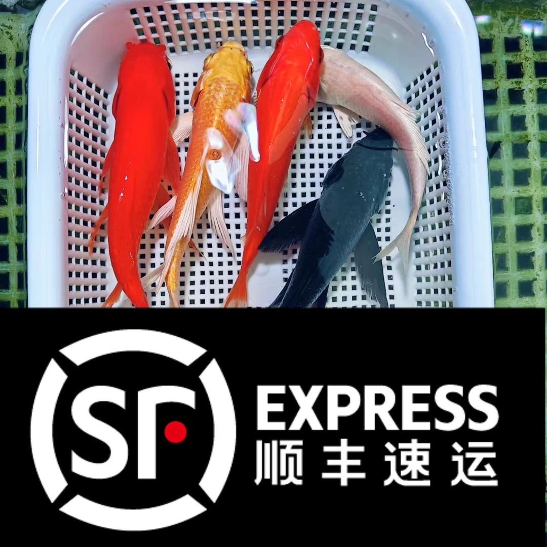 黄牌1-200号红白三色德系黄金白金黑金冷水锦鲤顺丰生鲜速运包邮
