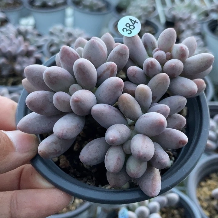 仙子奶酪小缀多肉植物