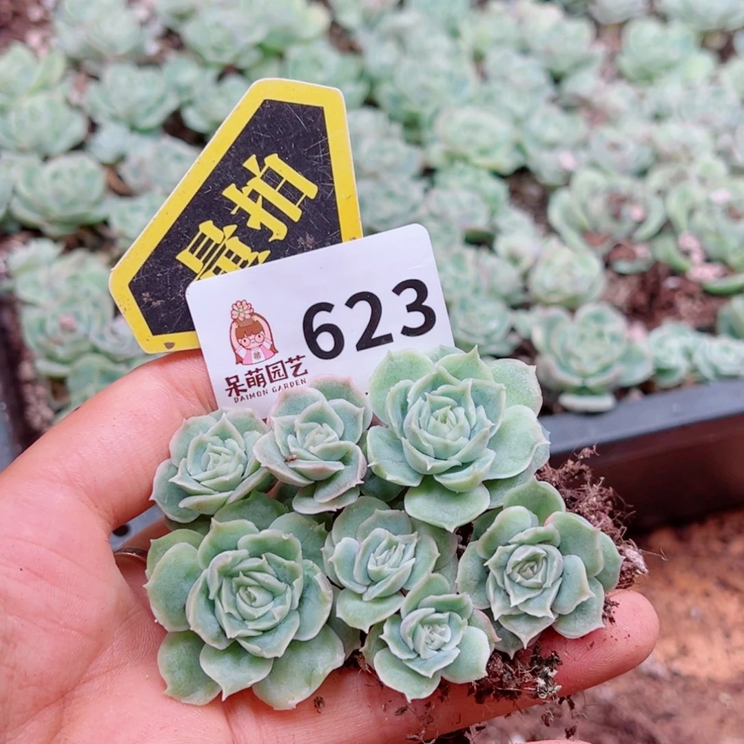 多肉植物多肉植物
