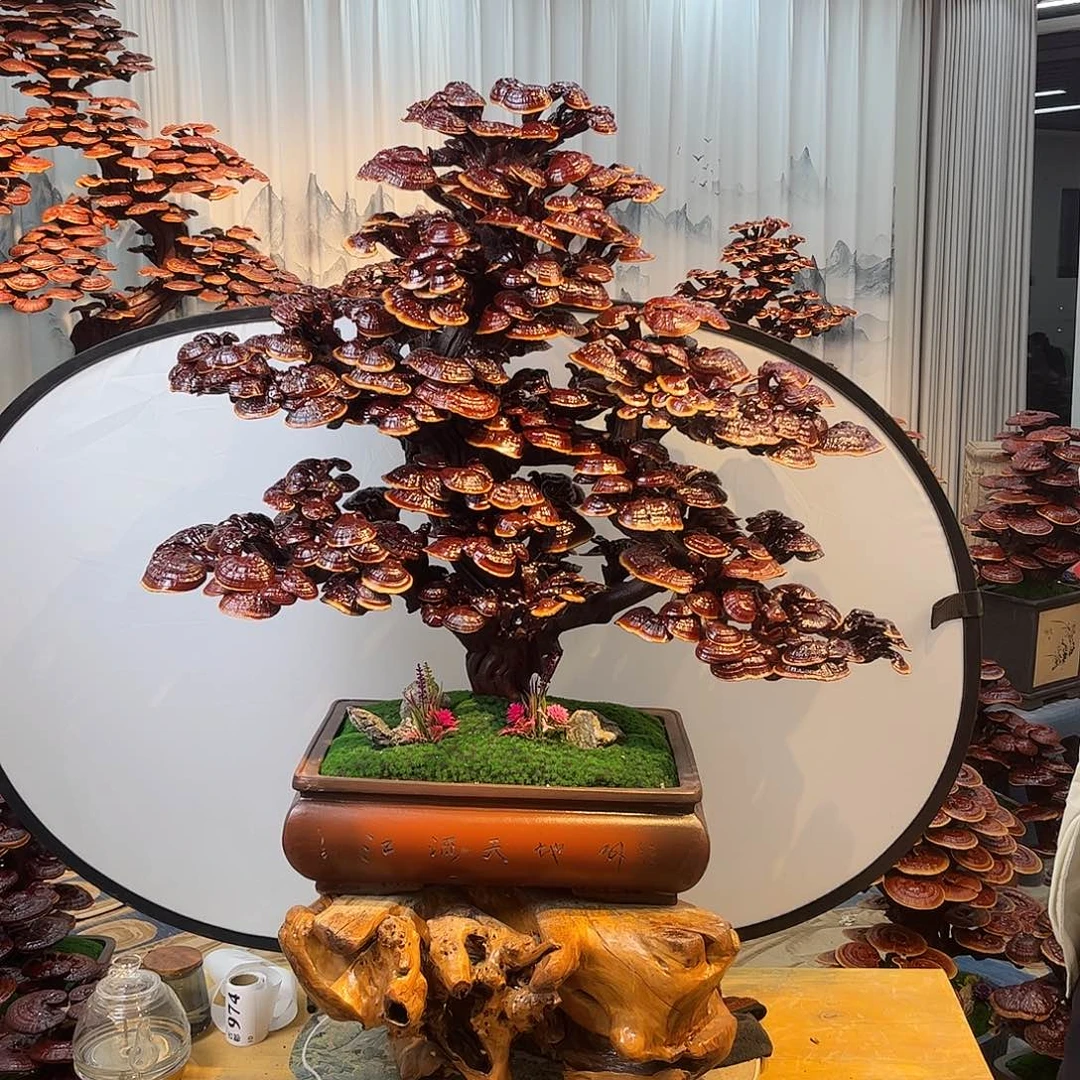 无花朵5888888888888