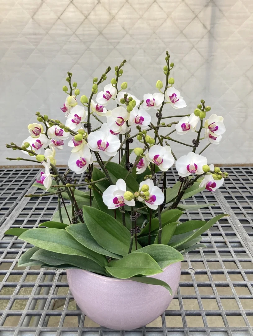 《雪玉》蝴蝶兰3.0寸单剑出梗苗室内盆栽好养活植物