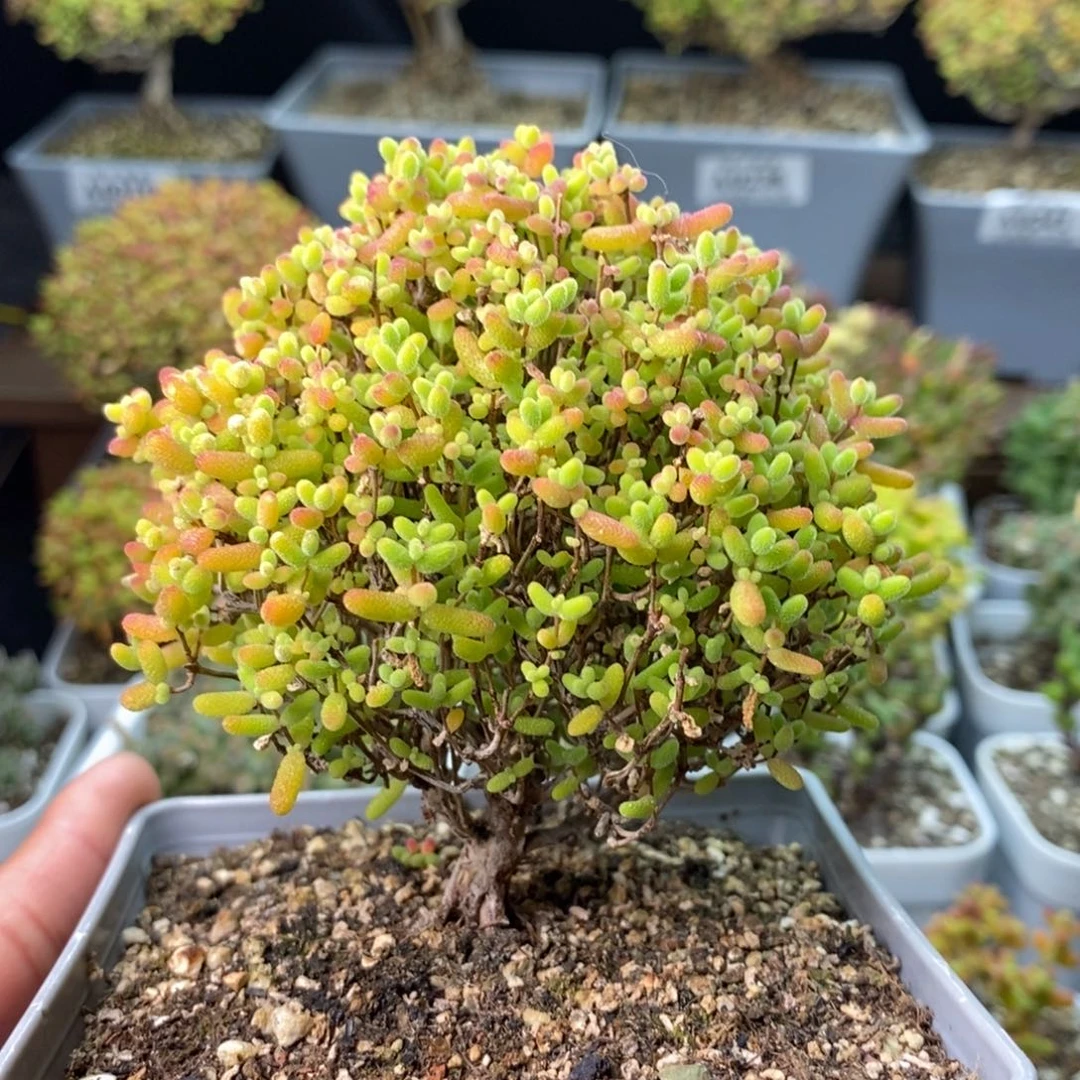0357蜜橘糖球 。