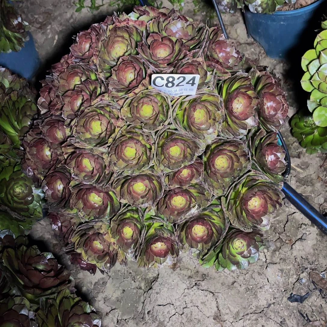 法师法师14/4包邮法师