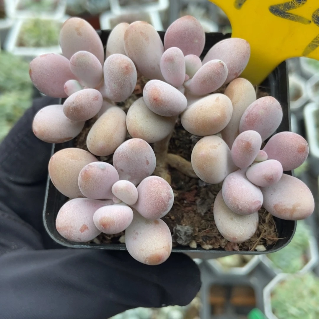 724桃蛋多肉植物多肉