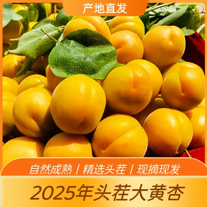 【小明正能量】陕西大黄杏新鲜头茬大杏子现摘现发酸甜爽口应季水果