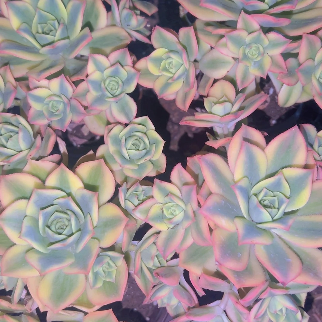 艳日辉9.99四盆花花