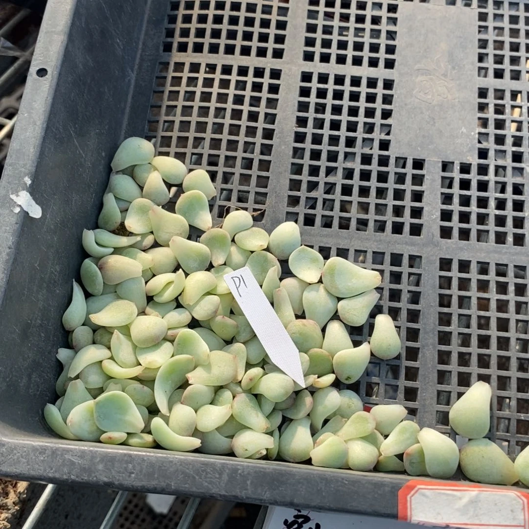 纯叶片甜心拍1叶片一个