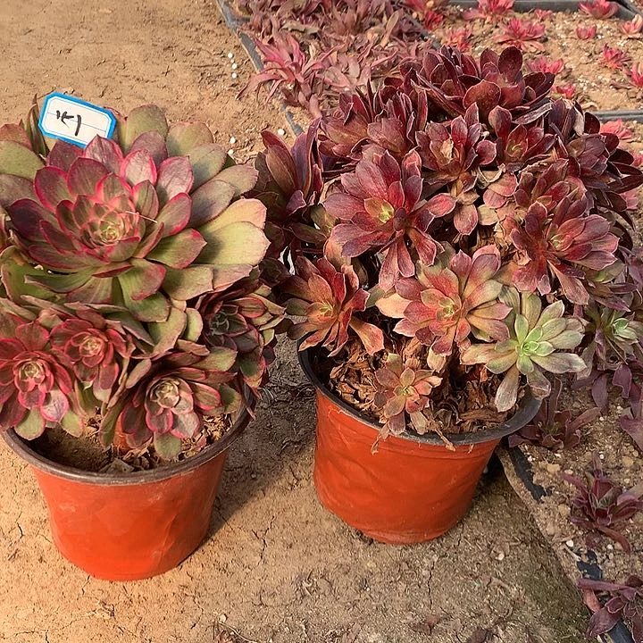 多肉植物莲花座婚纱组合151