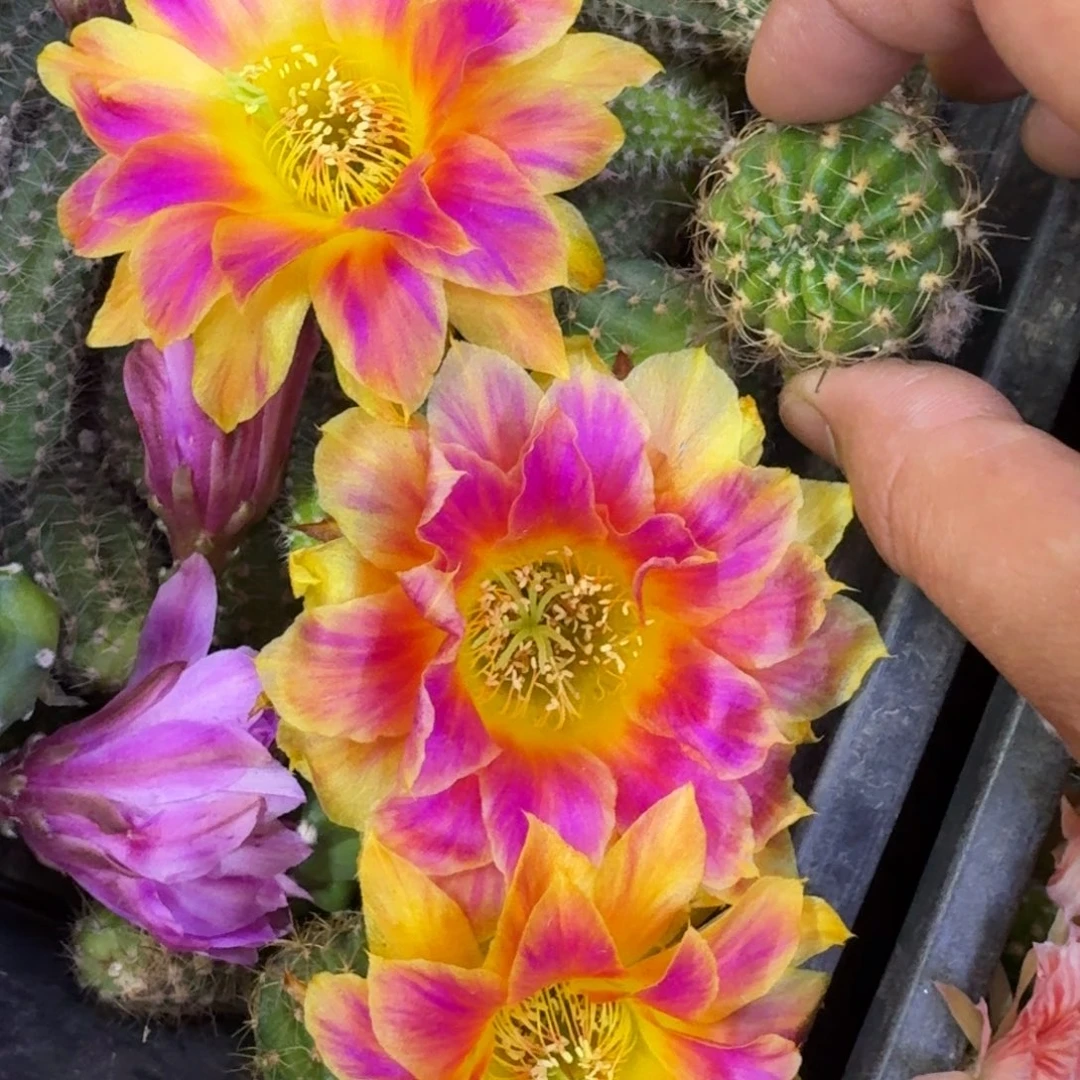 2丽花阳光明媚歪2公分左右无根侧牙很小，20包邮