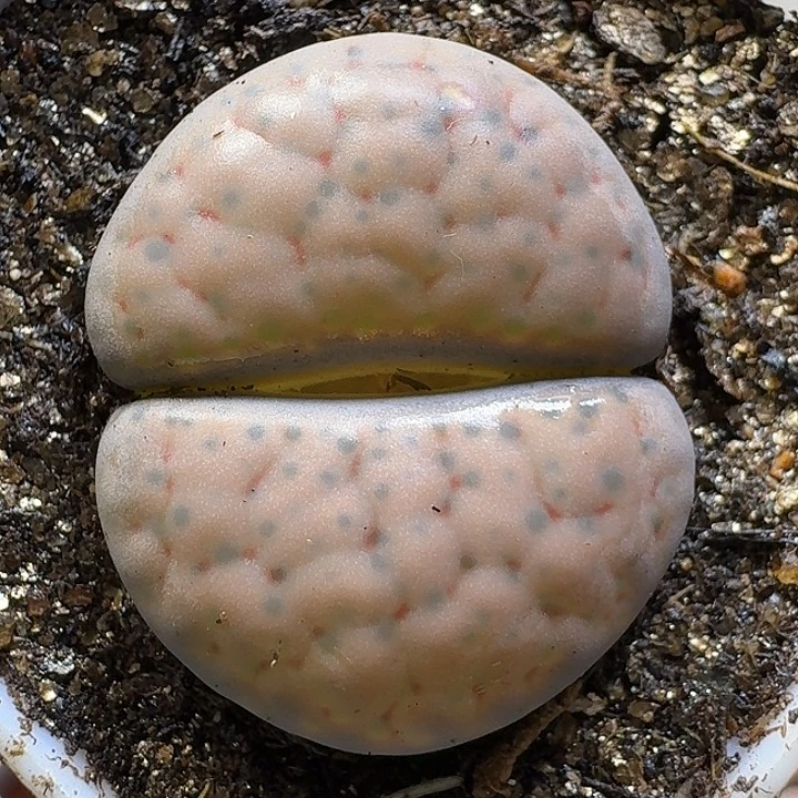 生石花11111。  131