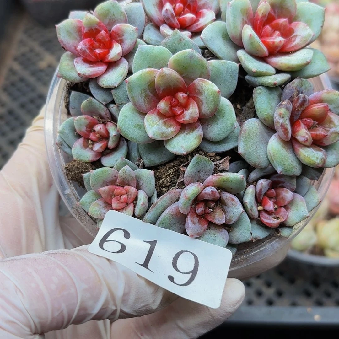 多肉植物多肉植物619