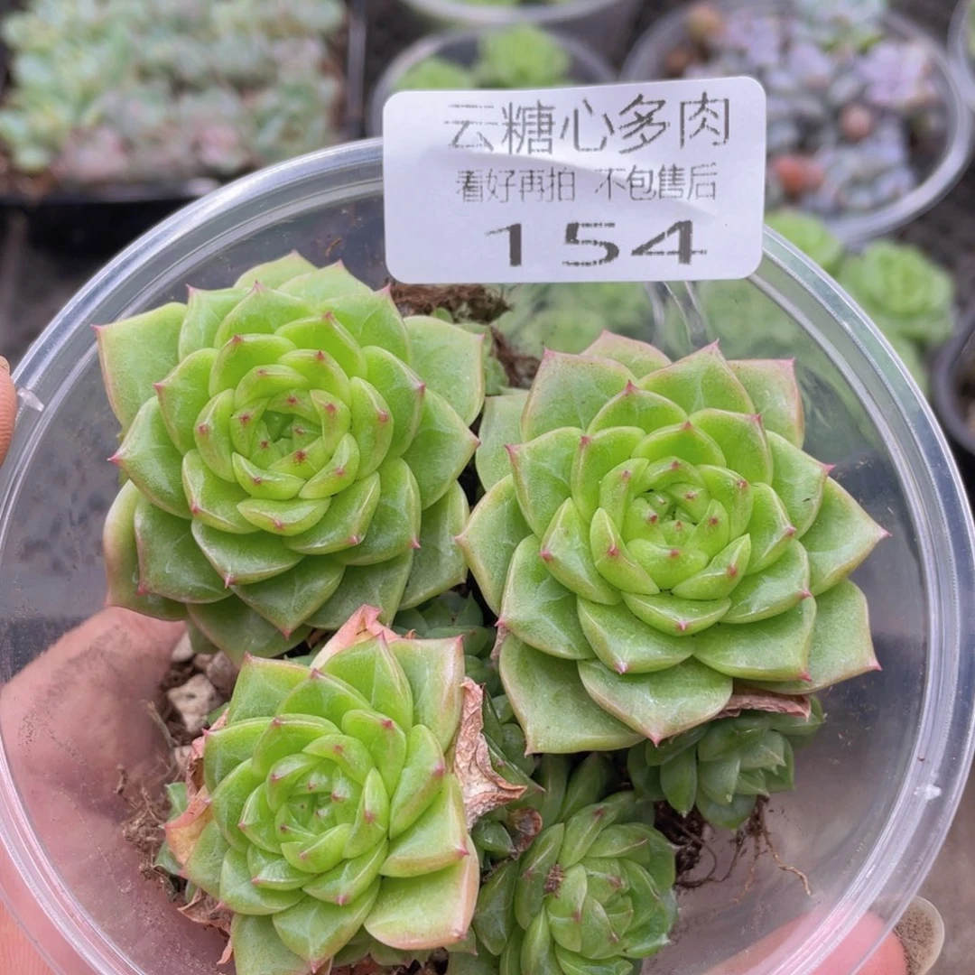云糖心多肉植物154