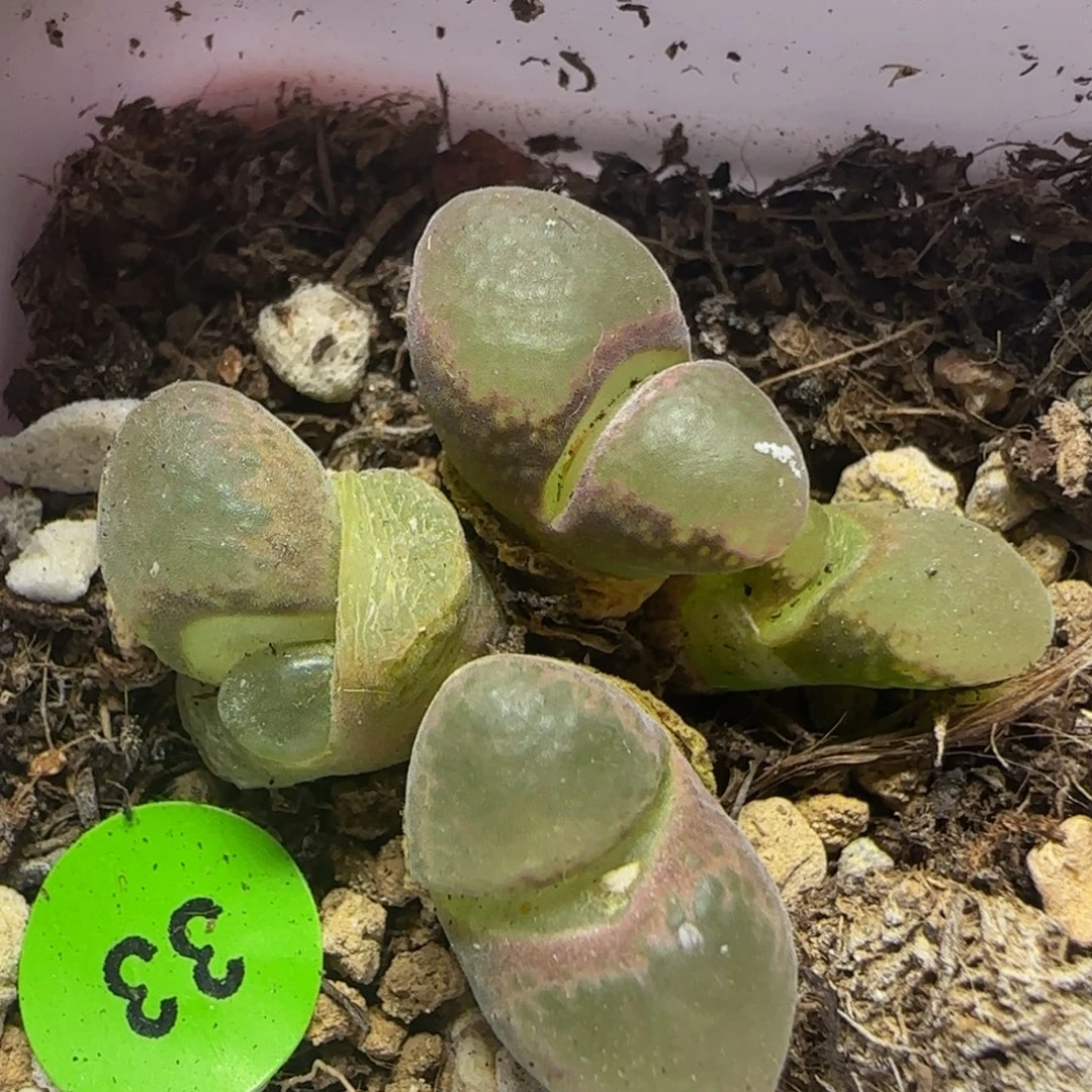 漂漂亮亮多肉植物33