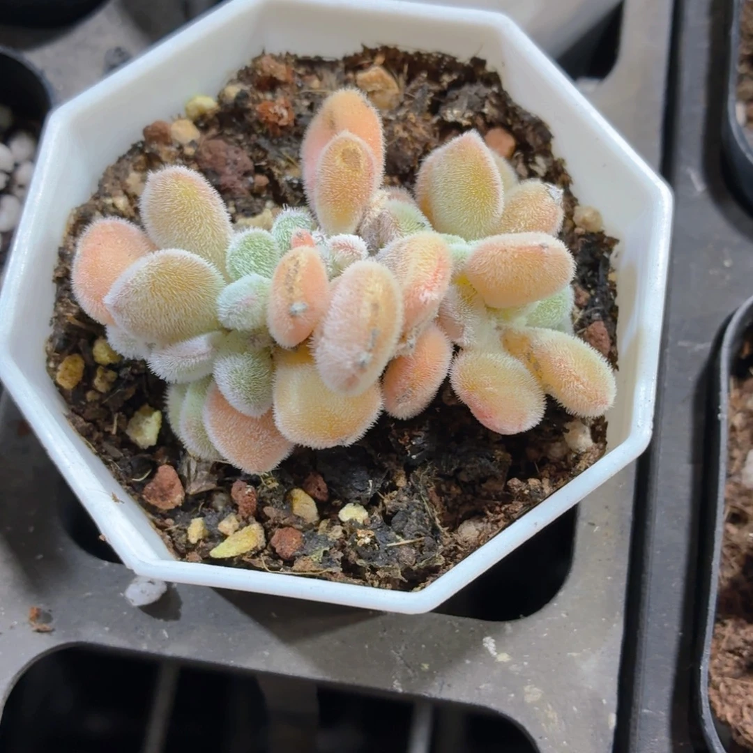 雪晃星缀化多肉9.9包邮发货