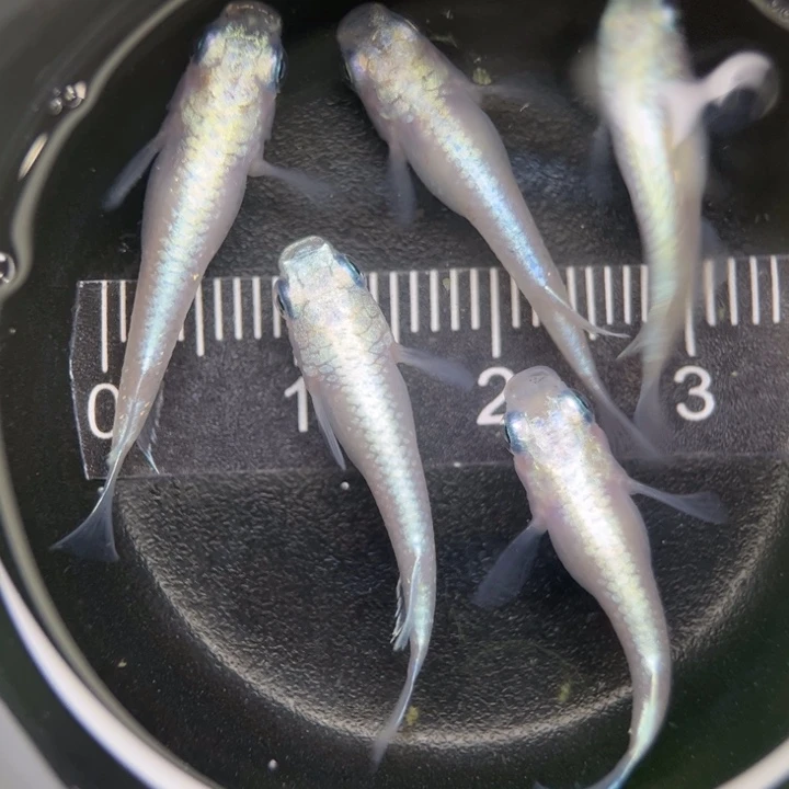 海水鱼短体白珍珠21号