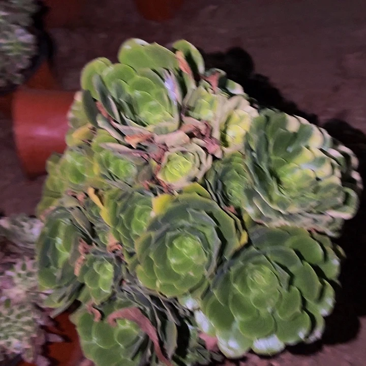 933七彩多肉植物不售后