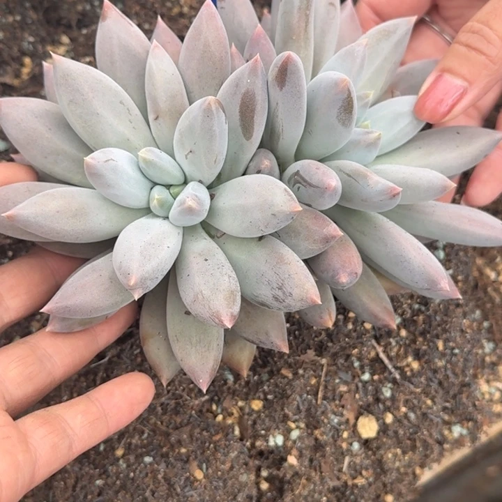 哥特一物一拍101’