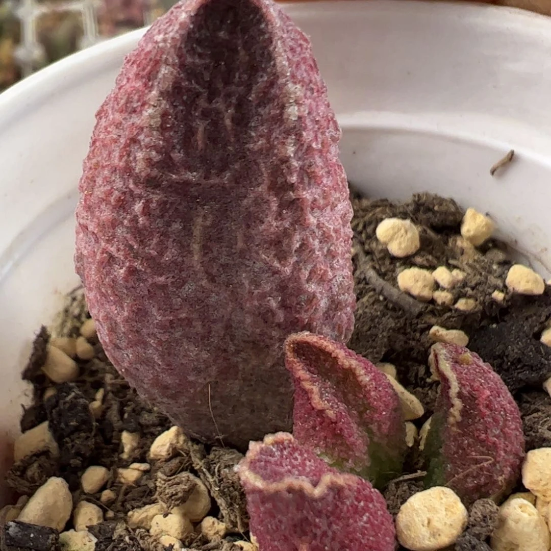 猪尾巴水泡多肉植物