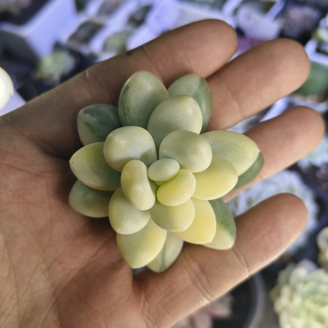 奶酪锦多肉植物，