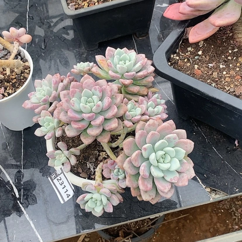 【闪购商品】花斑鹿23114