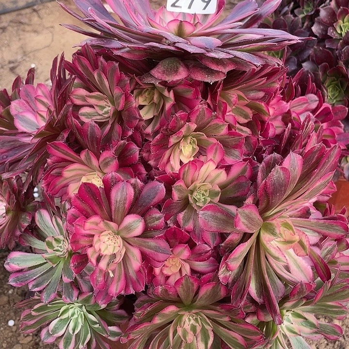 279红铜白多肉植物