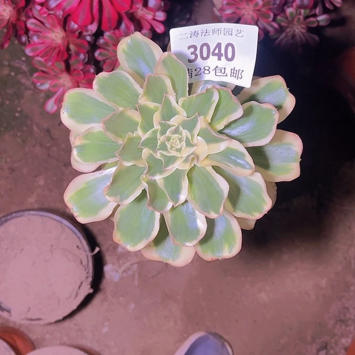 3040燕姿多肉植物老桩