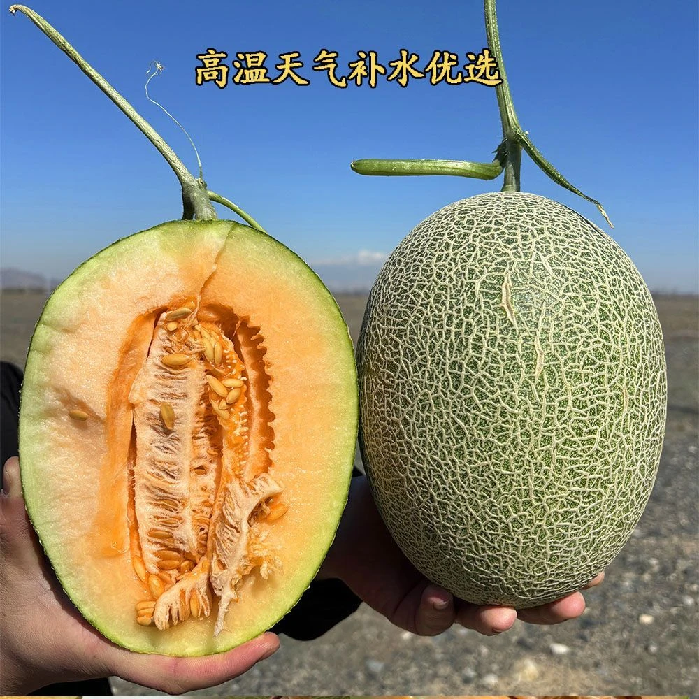 【顺丰包邮】哈密瓜正宗小蜜新鲜采摘脆甜多汁小孩孕妈放心吃山东省