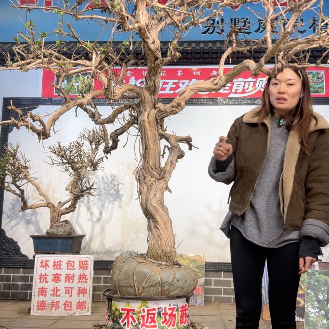 无花朵金银花5555558888888888