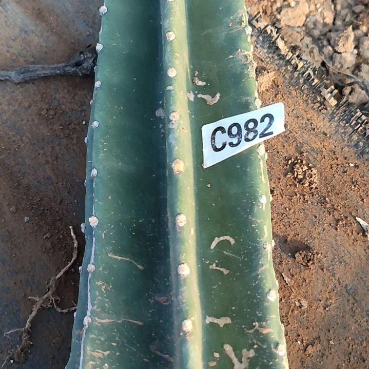 布***丁量天尺1个掉头不售后982